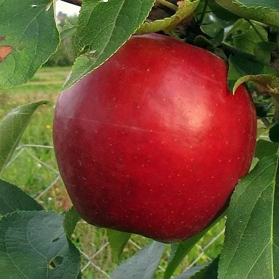 Яблоня РЕДФРИ  Яблоня РЕДФРИ в Ростове-на-Дону