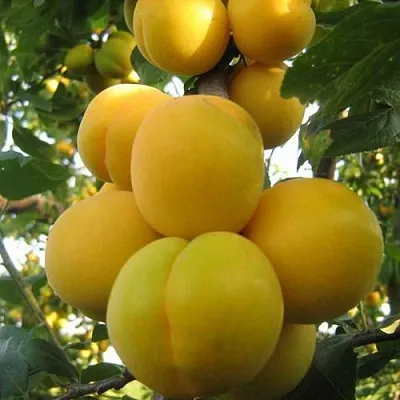 Слива ЛОДВА  Слива ЛОДВА в Ростове-на-Дону