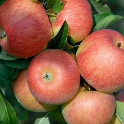 Яблоня ТОПАЗ  Яблоня ТОПАЗ в Ростове-на-Дону