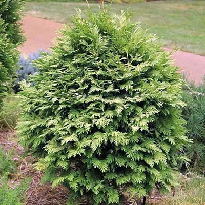 Туя ВАРЕАНА ЛЮТЕСЦЕНС западная  Туя ВАРЕАНА ЛЮТЕСЦЕНС западная в Ростове-на-Дону