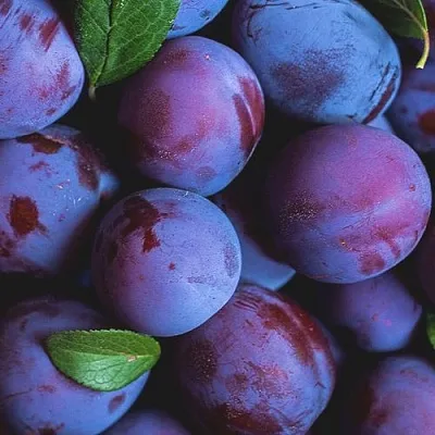 Слива  Слива в Ростове-на-Дону