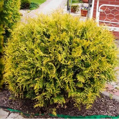 Туя КОЛЛЕРС ГОЛД складчатая  Туя КОЛЛЕРС ГОЛД складчатая в Ростове-на-Дону