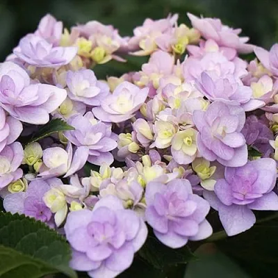 Гортензия Ю ЭНД МИ ФОРЕВЕР крупнолистная  Гортензия Ю ЭНД МИ ФОРЕВЕР крупнолистная в Ростове-на-Дону