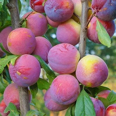 Слива КОЛОННОВИДНАЯ  Слива КОЛОННОВИДНАЯ в Ростове-на-Дону