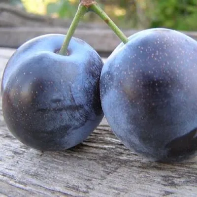 Слива БЛЮФРИ  Слива БЛЮФРИ в Ростове-на-Дону