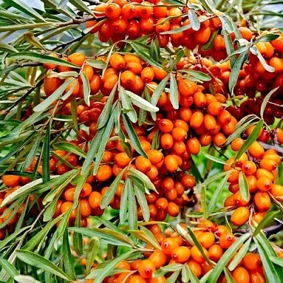 Облепиха ДЖЕМОВАЯ  Облепиха ДЖЕМОВАЯ в Ростове-на-Дону