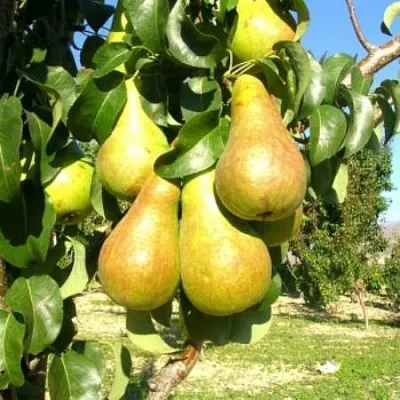 Груша Г-9 колонновидная  Груша Г-9 колонновидная в Ростове-на-Дону