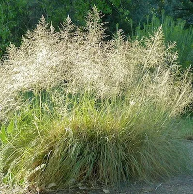 Каплесеменник воздушный  Каплесеменник воздушный в Ростове-на-Дону