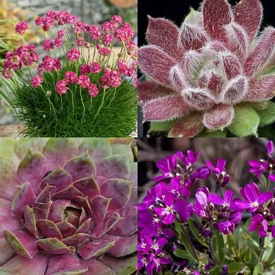 Комплект МИНИ САД в Ростове-на-Дону