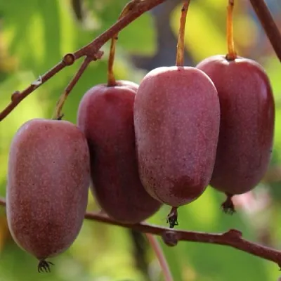 Актинидия ПУРПУРНО САДОВАЯ  аргута  Актинидия ПУРПУРНО САДОВАЯ  аргута в Ростове-на-Дону