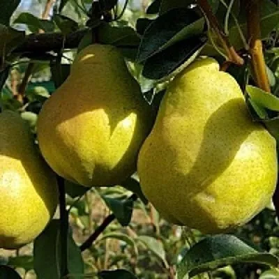 Груша СОКРОВИЩЕ  Груша СОКРОВИЩЕ в Ростове-на-Дону