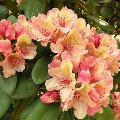 Рододендрон ФЛАУТАНДО  Рододендрон ФЛАУТАНДО в Ростове-на-Дону