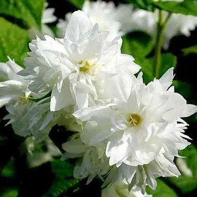 Жасмин ДАМ БЛАНШ  Жасмин ДАМ БЛАНШ в Ростове-на-Дону