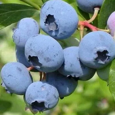 Голубика ДАРРОУ  Голубика ДАРРОУ в Ростове-на-Дону