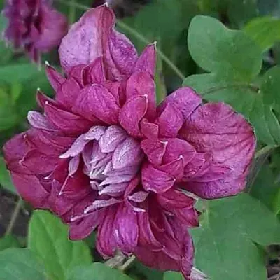 Клематис ПУРПУРЕА ПЛЕНА ЭЛЕГАНС  Клематис ПУРПУРЕА ПЛЕНА ЭЛЕГАНС в Ростове-на-Дону