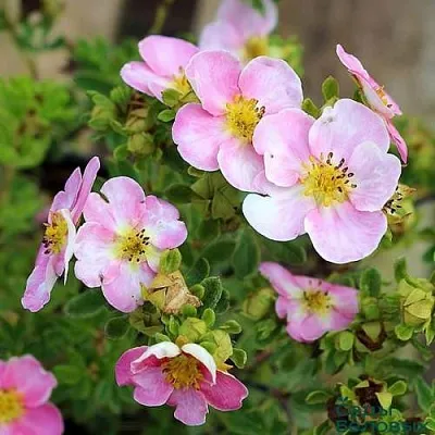 Лапчатка НЬЮ ДАУН кустарниковая  Лапчатка НЬЮ ДАУН кустарниковая в Ростове-на-Дону