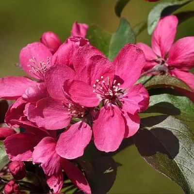 Яблоня НЕДЗВЕЦКОГО  Яблоня НЕДЗВЕЦКОГО в Ростове-на-Дону