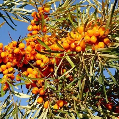 Облепиха ДАР МГУ  Облепиха ДАР МГУ в Ростове-на-Дону