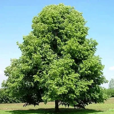 Липа мелколистная  Липа мелколистная в Ростове-на-Дону