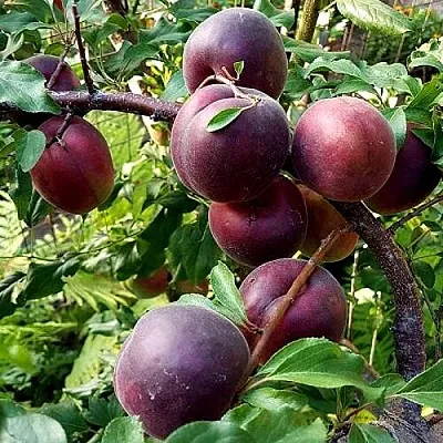 Шарафуга БЕЛЛА РОЯЛЬ  Шарафуга БЕЛЛА РОЯЛЬ в Ростове-на-Дону