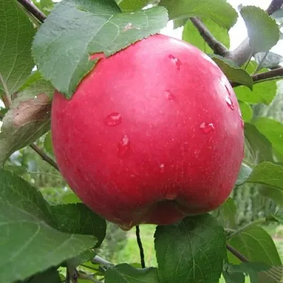 Яблоня АМУЛЕТ  Яблоня АМУЛЕТ в Ростове-на-Дону