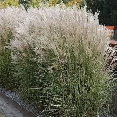 Мискантус КЛЯЙН СИЛЬБЕРСПАЙН китайский   Мискантус КЛЯЙН СИЛЬБЕРСПАЙН китайский  в Ростове-на-Дону