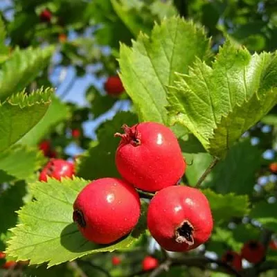 Боярышник МЯГКОВАТЫЙ  Боярышник МЯГКОВАТЫЙ в Ростове-на-Дону