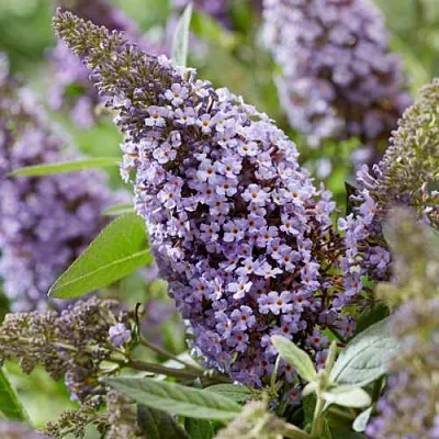 Буддлея давида БАТТЕРФЛЯЙ КАНДИ ЛИЛА СВИТХАРТ  Буддлея давида БАТТЕРФЛЯЙ КАНДИ ЛИЛА СВИТХАРТ в Ростове-на-Дону