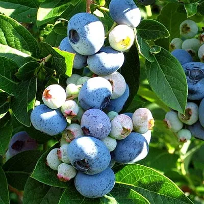 Голубика ВЕЙМУТ  Голубика ВЕЙМУТ в Ростове-на-Дону