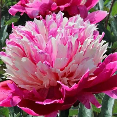 Пион ДЕЙДРИМ травянистый  Пион ДЕЙДРИМ травянистый в Ростове-на-Дону