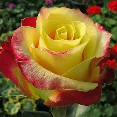 Саженцы роз ХОТ МЕРЕНГА чайно-гибридная  Саженцы роз ХОТ МЕРЕНГА чайно-гибридная в Ростове-на-Дону