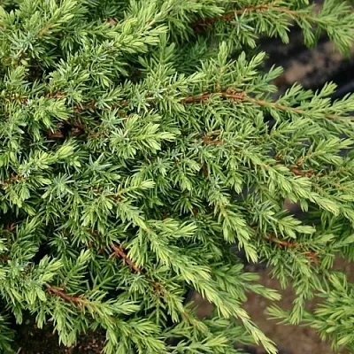 Можжевельник  Можжевельник в Ростове-на-Дону
