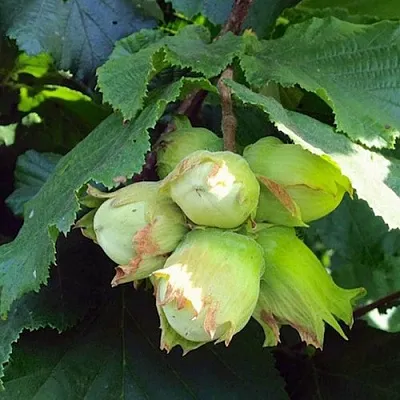 Фундук ТАМБОВСКИЙ РАННИЙ  Фундук ТАМБОВСКИЙ РАННИЙ в Ростове-на-Дону