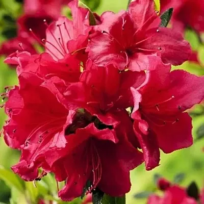 Азалия АРАБЕСК японская в Ростове-на-Дону