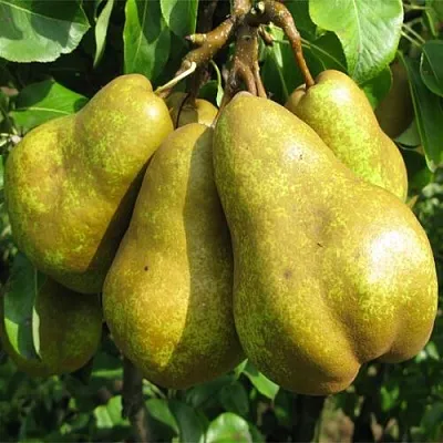 Груша СИЛЬВА  Груша СИЛЬВА в Ростове-на-Дону