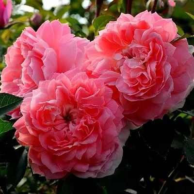 Саженцы роз ОЛЬГА шраб  Саженцы роз ОЛЬГА шраб в Ростове-на-Дону