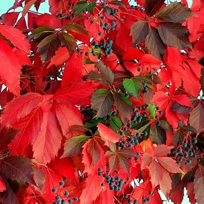 Девичий виноград  Девичий виноград в Ростове-на-Дону