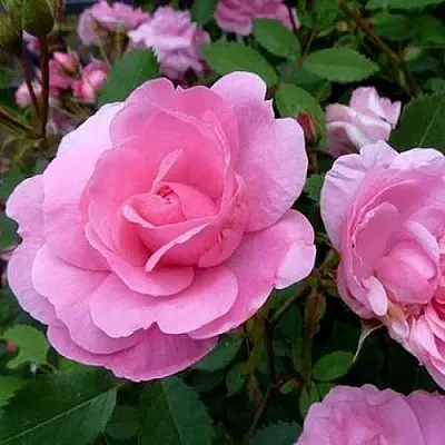 Саженцы роз ДЖОН ДЭВИС плетистая  Саженцы роз ДЖОН ДЭВИС плетистая в Ростове-на-Дону