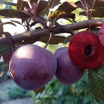 Слива ПАННА   Слива ПАННА  в Ростове-на-Дону