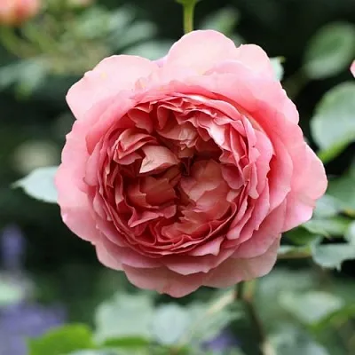 Саженцы роз РИДЖЕНТС ПАРК чайно-гибридная  Саженцы роз РИДЖЕНТС ПАРК чайно-гибридная в Ростове-на-Дону