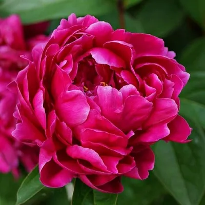 Пион ЛУИ ВАН-ГУТТ травянистый  Пион ЛУИ ВАН-ГУТТ травянистый в Ростове-на-Дону