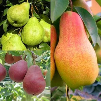 Комплект ГРУШЕВОЕ АССОРТИ в Ростове-на-Дону