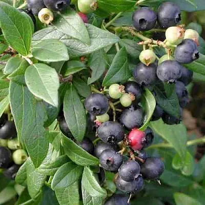 Голубика ПУТТЕ  Голубика ПУТТЕ в Ростове-на-Дону