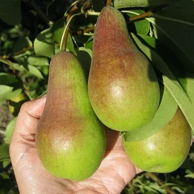 Груша ТАЛГАРСКАЯ КРАСАВИЦА  Груша ТАЛГАРСКАЯ КРАСАВИЦА в Ростове-на-Дону