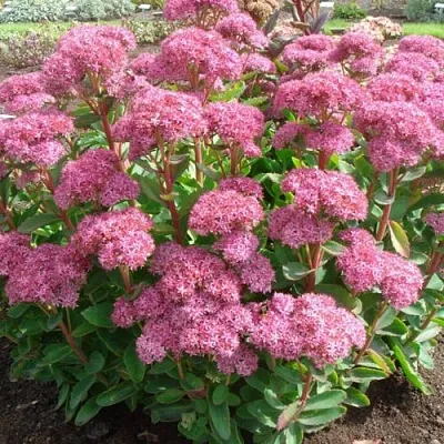 Очиток (седум) КАРЛ видный  Очиток (седум) КАРЛ видный в Ростове-на-Дону