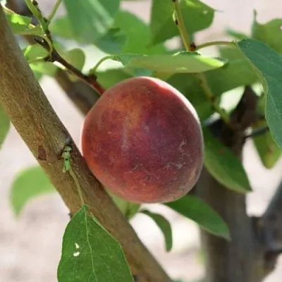 Плумкот БИРИКОККОЛО СУЗИНКОККО  Плумкот БИРИКОККОЛО СУЗИНКОККО в Ростове-на-Дону