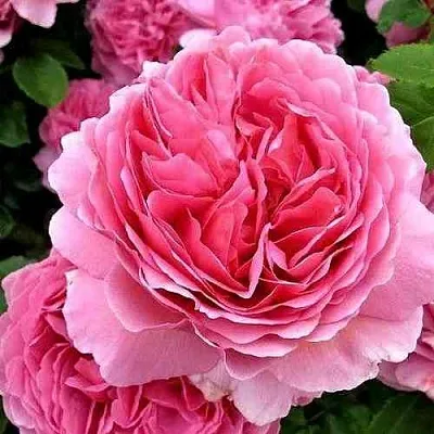 Саженцы роз ПРИНЦЕССА АЛЕКСАНДРА ОФ КЕНТ английская  Саженцы роз ПРИНЦЕССА АЛЕКСАНДРА ОФ КЕНТ английская в Ростове-на-Дону