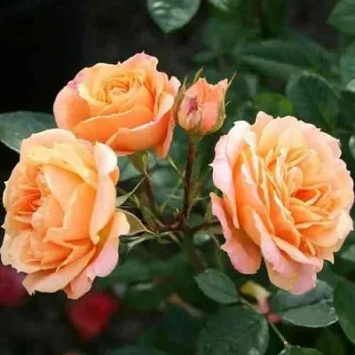 Саженцы роз КЛЕМЕНТИНА миниатюрная  Саженцы роз КЛЕМЕНТИНА миниатюрная в Ростове-на-Дону