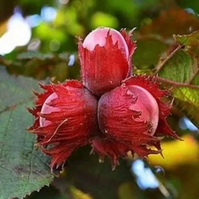 Фундук КРАСНЫЙ ЯНТАРЬ в Ростове-на-Дону