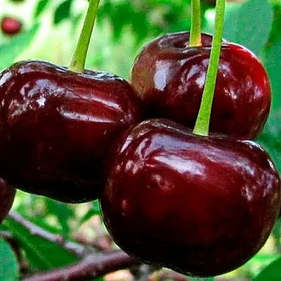 Дюк (черевишня)  Дюк (черевишня) в Ростове-на-Дону